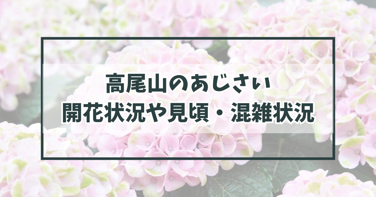 高尾山の紫陽花あじさい2024の見頃や開花状況は？混雑状況やアクセスのよい駐車場はどこ？