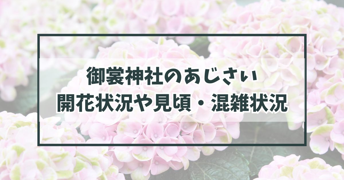 御裳みも神社の紫陽花あじさい2024の見頃や開花状況は？混雑状況や駐車場アクセスは？