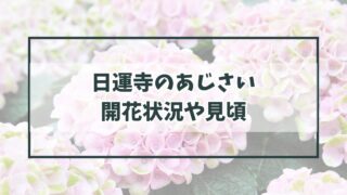 日運寺の紫陽花あじさい2024の開花状況や見頃は？混雑状況や駐車場アクセスは？