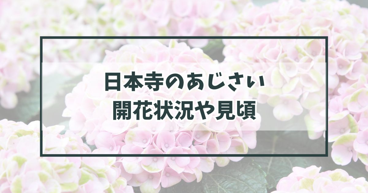 日本寺の紫陽花あじさい2024の開花状況や見頃は？混雑状況や駐車場アクセスは？