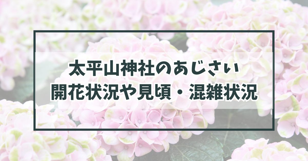 太平山神社の紫陽花あじさい2024の見頃や開花状況は？混雑状況や写真スポットは？