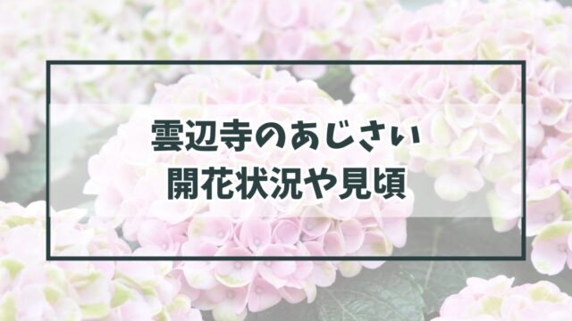 雲辺寺の紫陽花あじさい2024の開花状況や見頃は？ロープウェイ山頂で霧に包まれた幻想光景も！