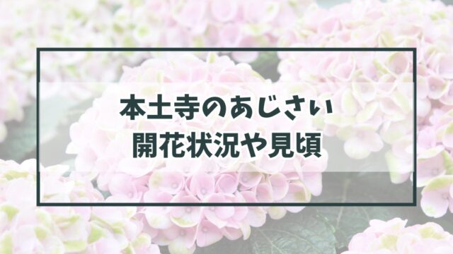 本土寺の紫陽花あじさい2024の見頃や開花状況は？混雑状況や駐車場アクセスは？