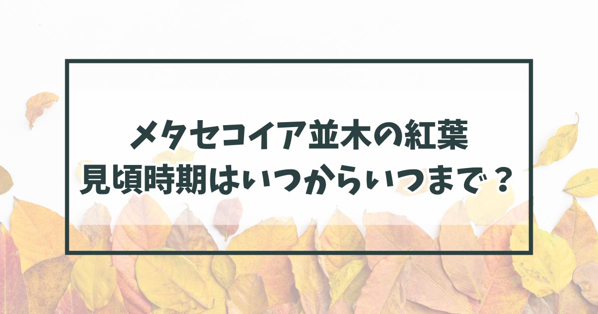 メタセコイア並木の紅葉2024予想は？見頃時期はいつからいつまでで現在も！
